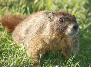 A woodchuk named Ethanol