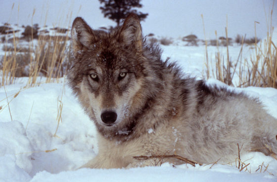 1200px-Yellowstone-wolf-17120-560x369